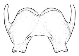   Anthidium formosum  male, diagram showing ventral view of sixth sternum (S6), diagram from Gonzalez and Griswold 2013 
